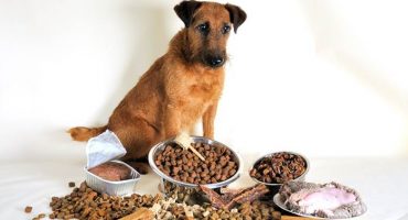 En İyi Köpek Maması - Üretici Değerlendirmesi